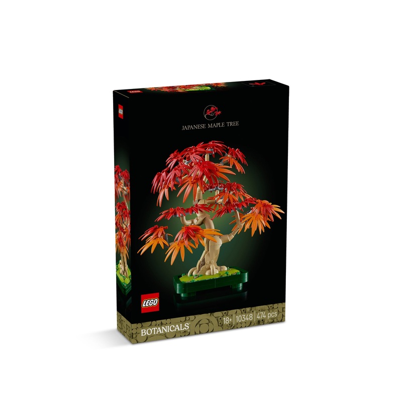 Japanese Red Maple Bonsai Tree 10348