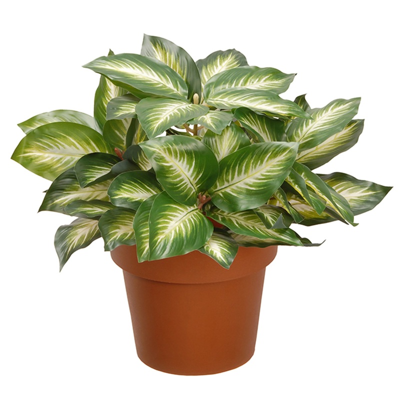 15 in. Hosta Plant in a Brown Round Growers Pot