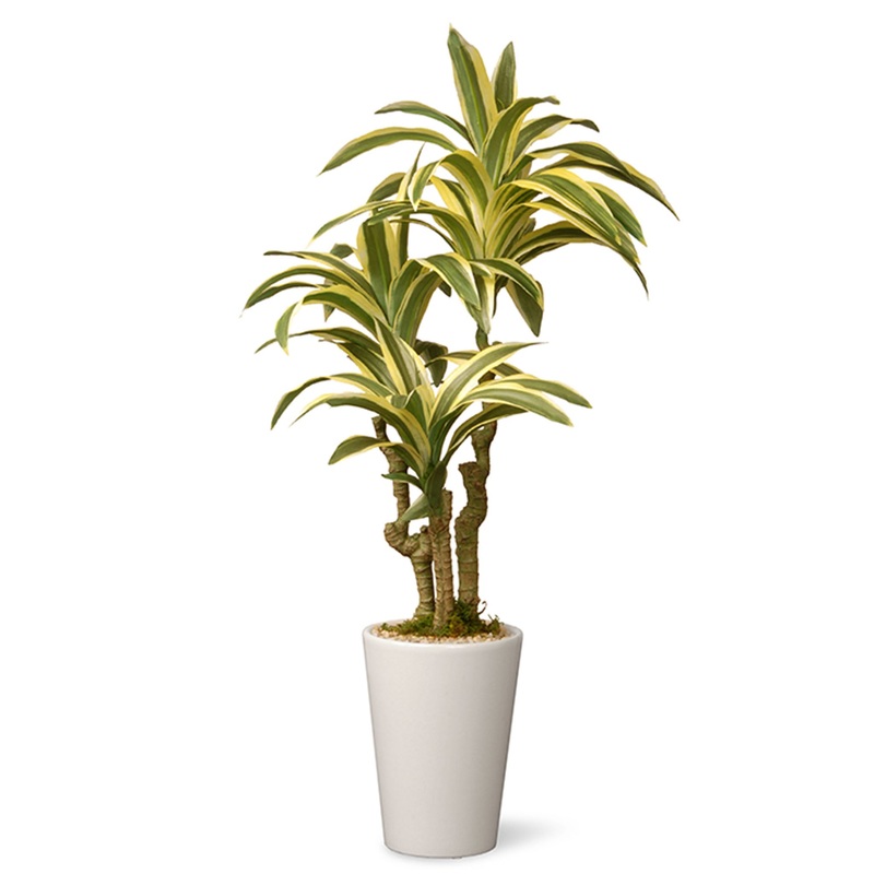 21 in. Spring Dracaena Potted Plant Decoration in a White Ceramic Pot Base