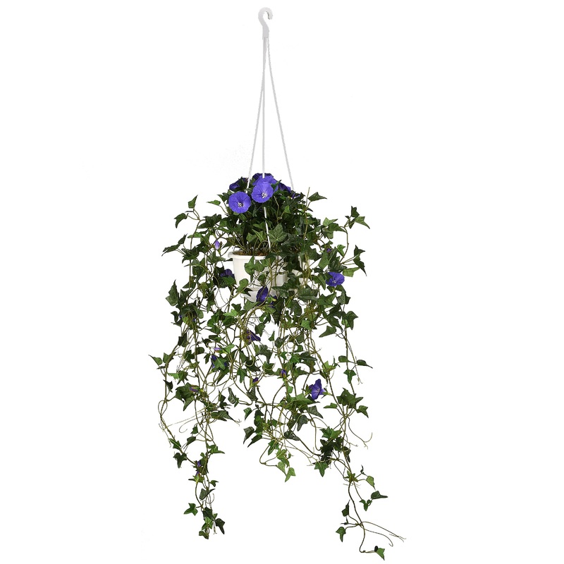 44 in. Spring Morning Glory Hanging Basket with Blue Flower Blooms, Long Green Vines in a Plastic Pot Base