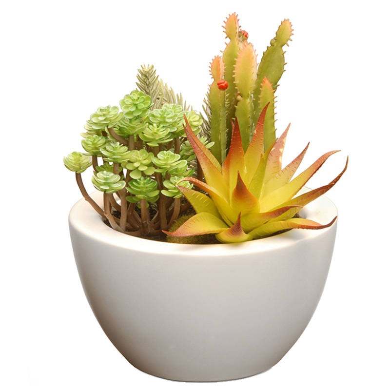 8 in. Spring Potted Plant with Various Green Succulents in a Stylish White Ceramic Base