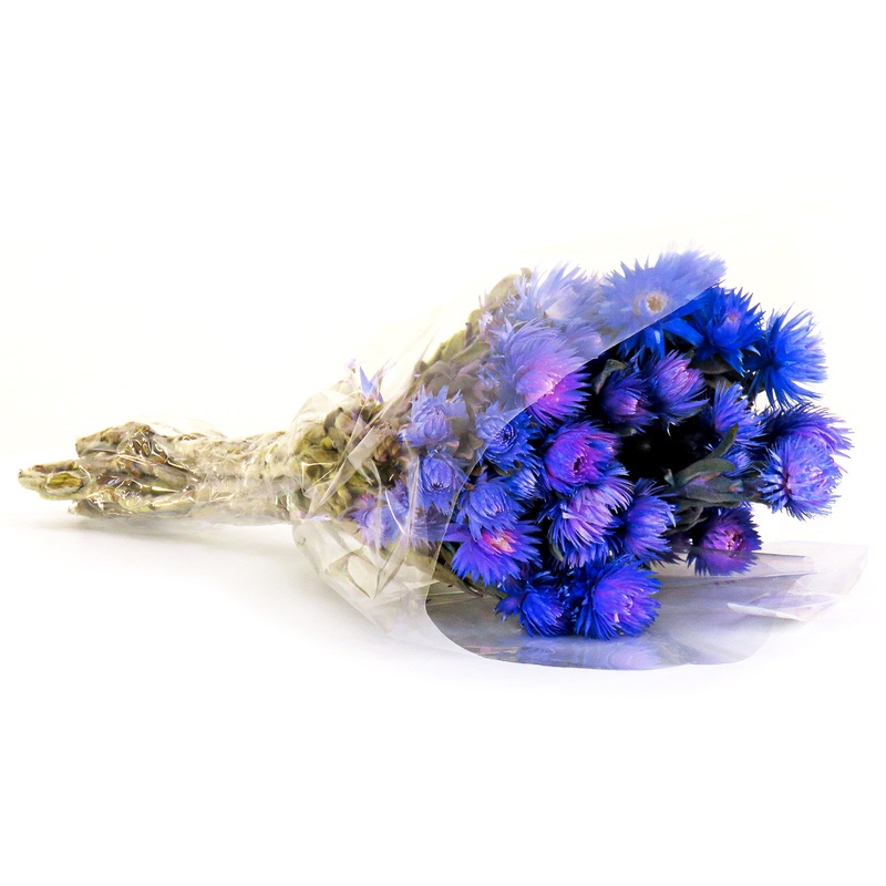 16 in. Spring Dried Blue Capeblumen Flowers Bouquet