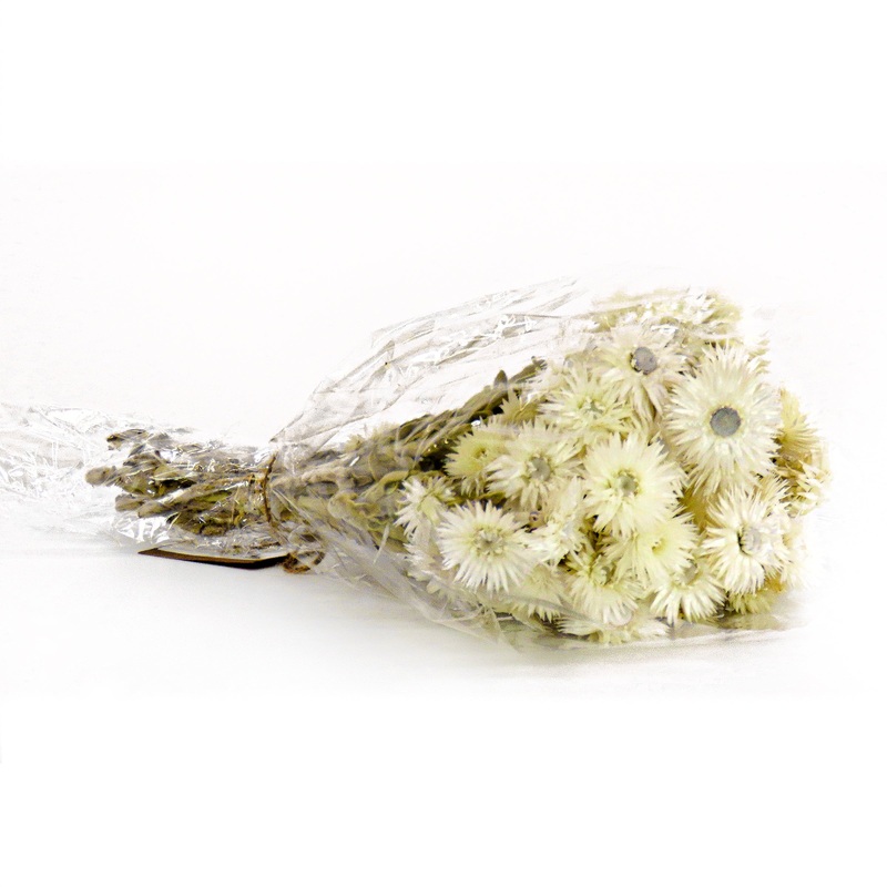 16 in. Spring Dried Natural Capeblumen Flowers Bouquet