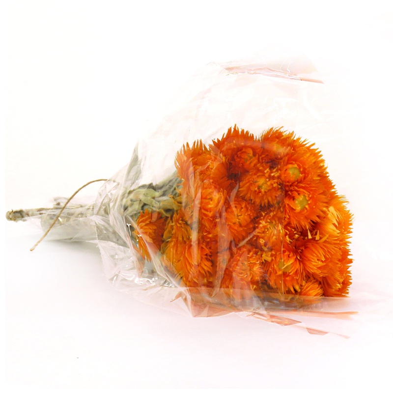 16 in. Spring Dried Orange Capeblumen Flowers Bouquet