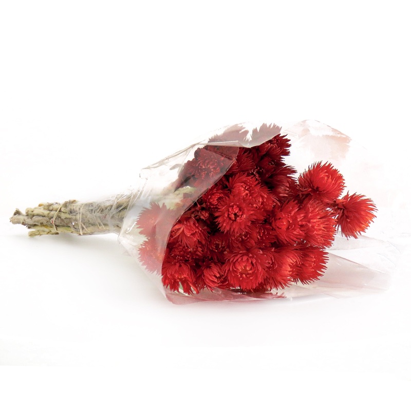 16 in. Spring Dried Red Capeblumen Flowers Bouquet