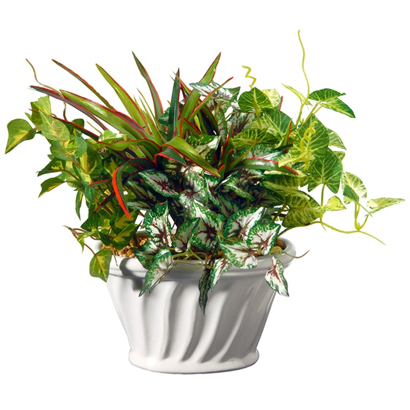 11 in. Spring Ivy and Snake Plants Potted Plant in a White Ceramic Pot