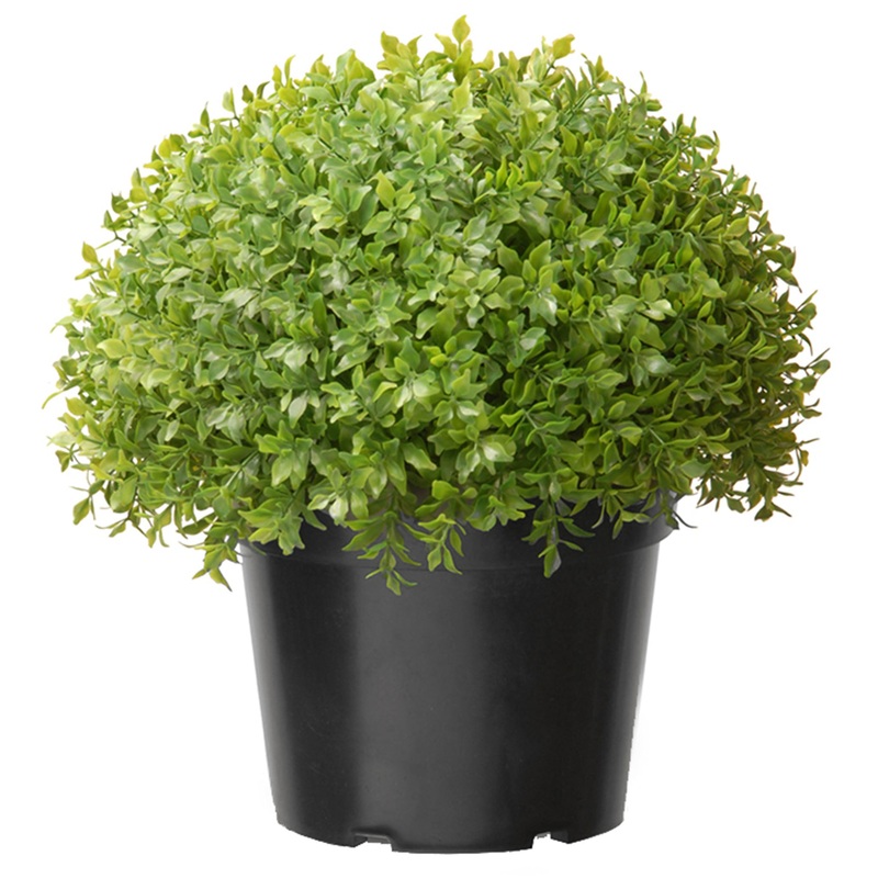 13 in. Globe Japanese Holly Bush topiary in a Dark Green Round Growers Pot