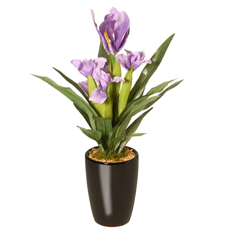 17 in. Iris Plant in Ceramic Pot