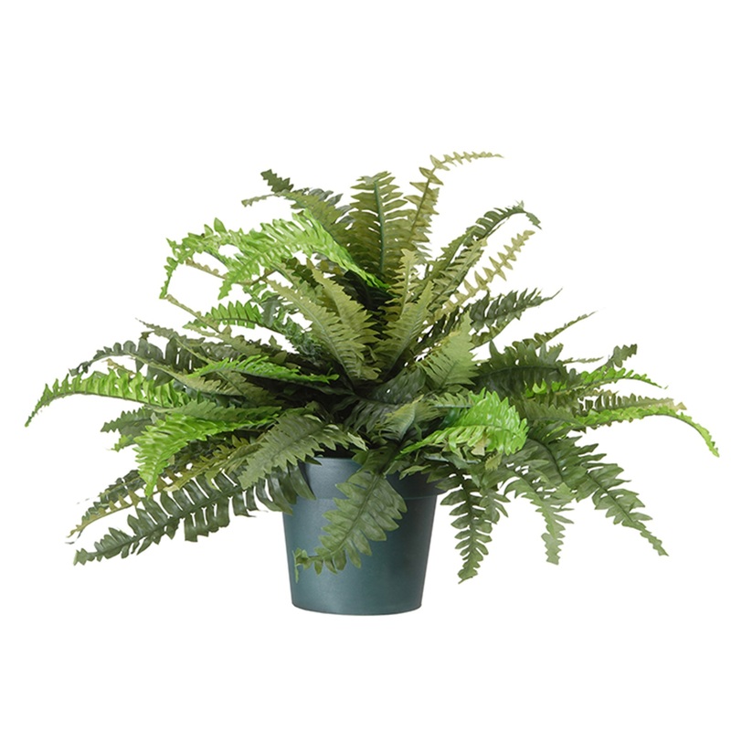 20 in. Spring Fern in Dark Green Round Growers Pot
