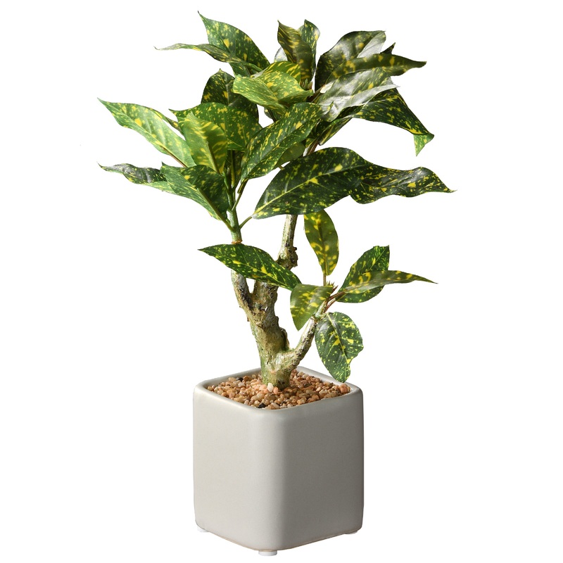 11 in. Spring Croton Tree Potted Plant in a Stylish Ceramic Pot Base