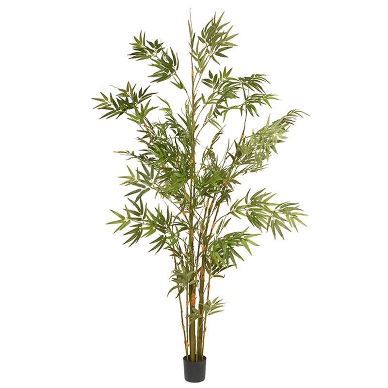 6 ft. Potted Japanese Bamboo Tree