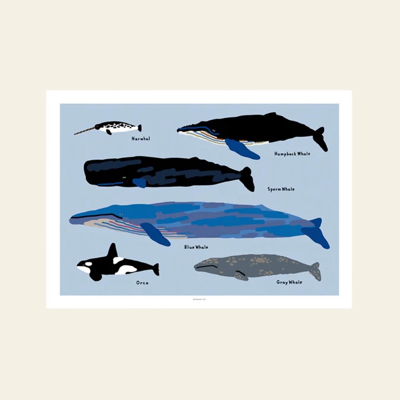WARMGREY TAIL Whales Poster (30x40)